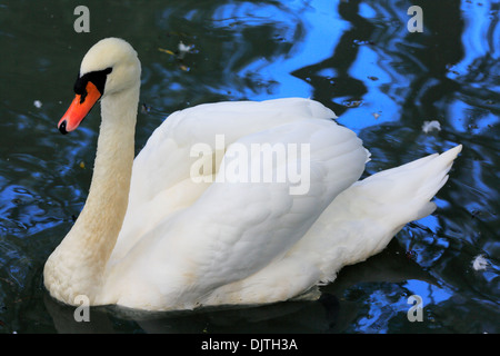 Il White Swan, Karakol, Issyk Kul oblast, Kirghizistan Foto Stock