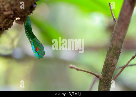 Ruby-eyed Pitviper verde (Cryptelytrops rubeus). Cat Tien Parco Nazionale. Il Vietnam. Appena scoperto specie. Foto Stock