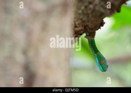 Ruby-eyed Pitviper verde (Cryptelytrops rubeus). Cat Tien Parco Nazionale. Il Vietnam. Appena scoperto specie. Foto Stock