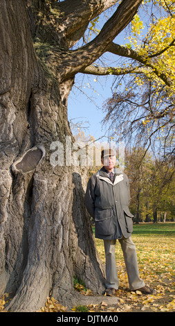 Il senior con ginkgo tree Foto Stock