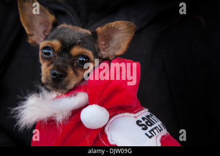 Animali in vestiti in; i cani in costumi di Natale a Nelson, Lancashire, Regno Unito. 30 Novembre, 2013. Chalkie cucciolo, in Santa costume, al caso in cui la città di Nelson commemora il giorno nel 1295 quando la contea di Lancashire ha inviato la sua prima i rappresentanti al Parlamento europeo da re Edoardo I di Inghilterra a partecipare a quello che più tardi divenne noto come il modello europeo. Lancashire giorno è solitamente tenutasi il 27 novembre, quando molte città in tutta la contea storica di ospitare eventi del giorno, più segnatamente letture del Lancashire giorno annuncio. Foto Stock