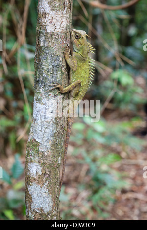 Mountain cornuto Dragon (Acanthosaura capra) appollaiato sul tronco. Bach Ma Parco Nazionale. Il Vietnam. Foto Stock