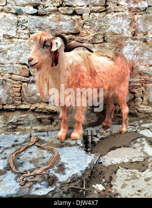 Monastero di Tsurphu, Prefettura di Lhasa, in Tibet, in Cina Foto Stock