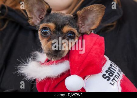 Nelson, Lancashire, Regno Unito. 30 Novembre, 2013. Chalkie o Chorkie Chihuahua cucciolo di cane, in Santa costume, al caso in cui la città di Nelson commemora il giorno nel 1295 quando la contea di Lancashire ha inviato la sua prima i rappresentanti al Parlamento europeo da re Edoardo I di Inghilterra a partecipare a quello che più tardi divenne noto come il modello europeo. Lancashire giorno è solitamente tenutasi il 27 novembre, quando molte città in tutta la contea storica di ospitare eventi del giorno, più segnatamente letture del Lancashire giorno annuncio. Foto Stock