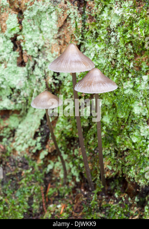 Autunno di funghi in Finlandia Foto Stock