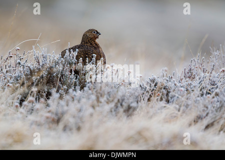 Maschio di gallo forcello rosso (Lagopus lagopus scoticus) sat tra coperto di brina heather nel North York Moors National Park Foto Stock