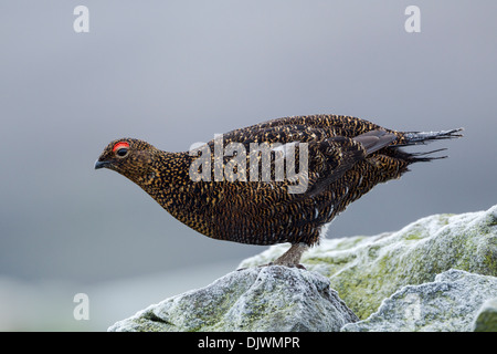 Maschio di gallo forcello rosso (Lagopus lagopus scoticus) con brina sulla sua coda e permanente sulla coperta di brina rocce Foto Stock