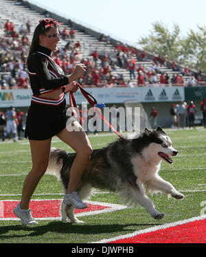 Il 9 ottobre, 2010 - Dekalb, Illinois, Stati Uniti d'America - Northern Illinois Huskies mascotte. Northern Illinois Huskies sconfitto il tempio di gufi 31 - 17 a Huskie Stadium. (Credito Immagine: © Giovanni Fisher/Southcreek globale/ZUMApress.com) Foto Stock