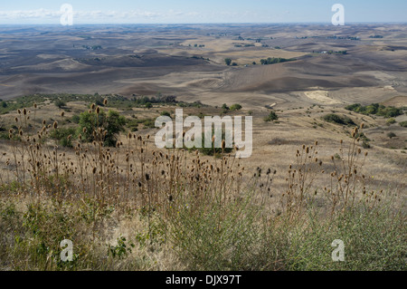 Il Palouse colline da Steptoe Butte - Steptoe Butte parco statale, Whitman County, Washington, Stati Uniti d'America Foto Stock