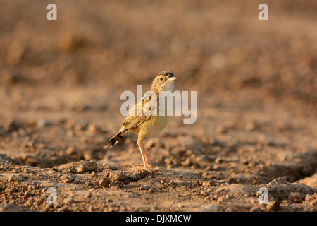 Bella Zitting Cisticola (Cisticola juncidis) stando a terra Foto Stock