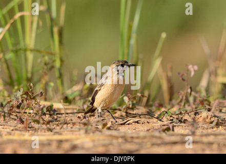 Bellissima femmina Stonechat Orientale (Saxicola stejnegeri) stando a terra Foto Stock