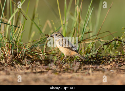 Bellissima femmina Stonechat Orientale (Saxicola stejnegeri) stando a terra Foto Stock