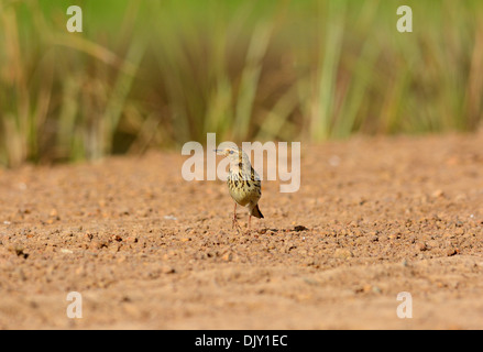 Bel maschio rosso-throated Pipit (Anthus cervinus) sul suolo Foto Stock