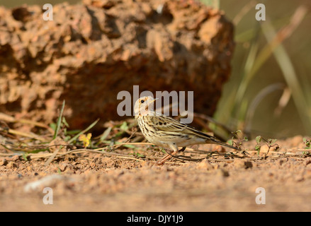 Bel maschio rosso-throated Pipit (Anthus cervinus) sul suolo Foto Stock