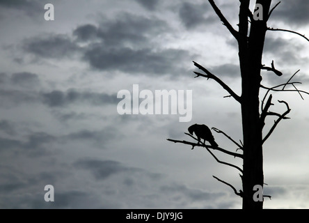 Crested Hawk-Eagle (Nisaetus cirrhatus) in Silhouette sul ramo, Bundala National Park, Sri Lanka Foto Stock