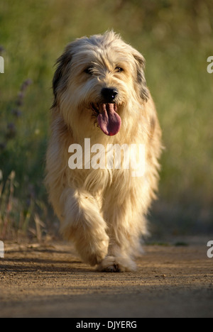 Esecuzione di mongrel dog Foto Stock