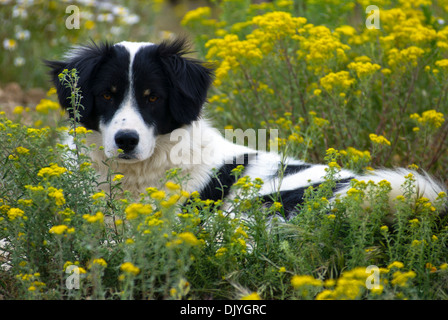 Border Collie giacenti nel campo dei fiori guardando la fotocamera Foto Stock