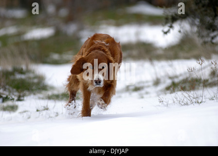 Setter Irlandese in esecuzione nella neve Foto Stock