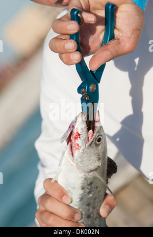 Il pescatore con una pinza per rimuovere il gancio da un pesce Mackrel Foto Stock