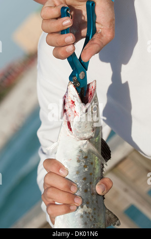 Il pescatore con una pinza per rimuovere il gancio da un pesce Mackrel Foto Stock