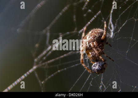 Giardino Orb Spider Araneus diadematus sul suo web con la preda vincolante in seta Foto Stock