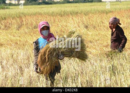 Phnom Penh Cambogia. 1 Dic 2013.Gli abitanti di un villaggio di risone raccolto in Kampong l'SPoe provincia. © Xinhua/Alamy Live News Foto Stock