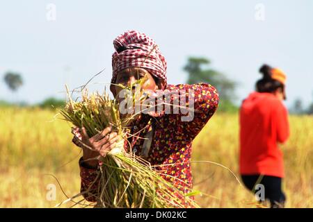 Phnom Penh Cambogia. 1 Dic 2013.Gli abitanti di un villaggio di risone raccolto in Kampong l'SPoe provincia. © Xinhua/Alamy Live News Foto Stock