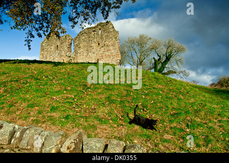 Thirlwall castello vicino Greenhead in Northumberland giace accanto a Tipalt masterizzare con un domestico gatto nero Foto Stock