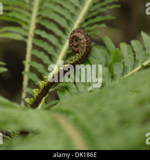 Blechnum Gibbum in Glasgow Botanic Gardens Foto Stock