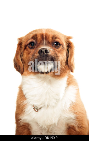 Tibetan spaniel ritratto isolato su sfondo bianco Foto Stock