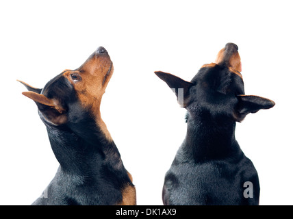Due cani Pinscher isolato su bianco cercando Foto Stock