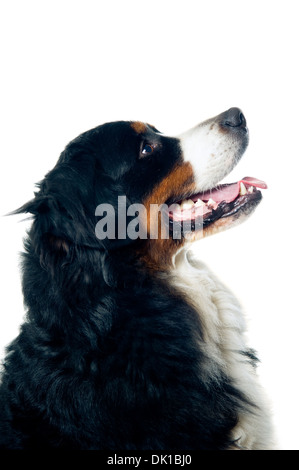 Bovaro del Bernese guardando verso l'alto. Isolato su sfondo bianco. Foto Stock