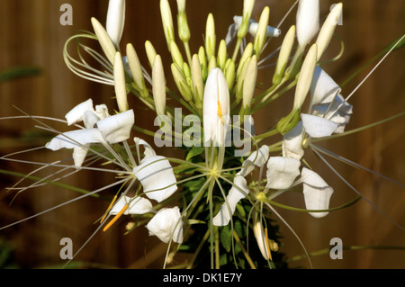 Chiudere fino a un bianco fiore Cleome, o spider flower come essi sono comunemente chiamati. Foto Stock