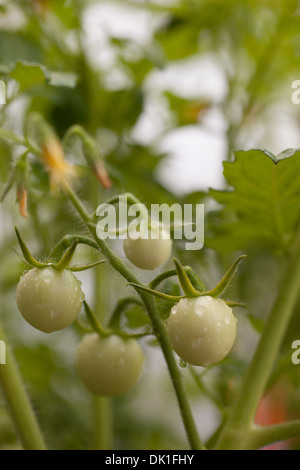 Baby pianta di pomodoro con goccioline di acqua, giovani pianta di pomodoro Foto Stock