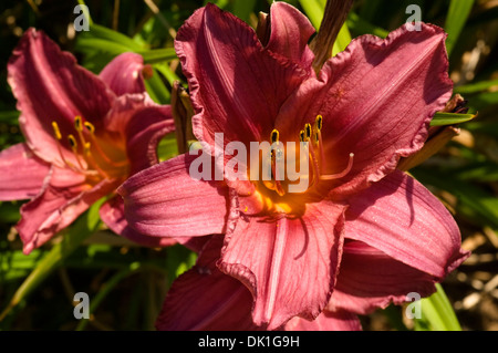 La Borgogna e giglio giallo o lilium, fiore closeup. Foto Stock