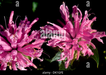 Rosa, magenta fiori Monarda, primo piano. Foto Stock