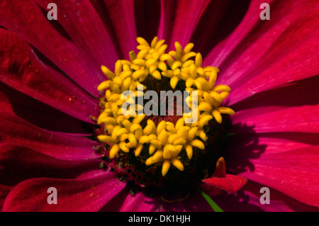 Primo piano di un rosso magenta zinnia fiore con il suo centro di colore giallo. Foto Stock