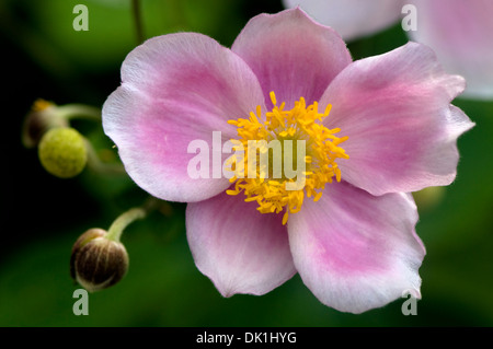 Immagine macro di un anemone giapponese fiore, close-up con il suo colore rosa e bianco delicati petali e polline giallo pieno centro. Foto Stock