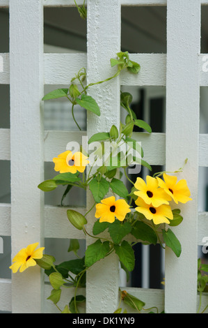 Black-Eyed Susan vine Thunbergia alata con fiori gialli scalata di un bianco a graticcio in legno Foto Stock