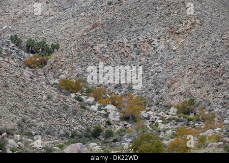 Pioppi neri americani alberi e un albero di palma oasi nel Canyon di pecora, Anza Borrego Desert State Park. Foto Stock