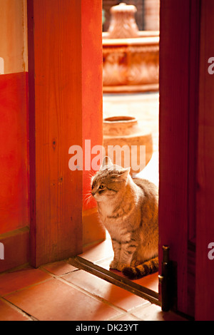 Gatto seduto nella soleggiata porta Foto Stock