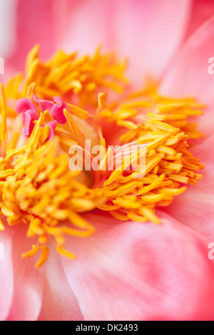 Full frame elevato angolo close up dettaglio della Peonia Rosa con centro di colore giallo Foto Stock