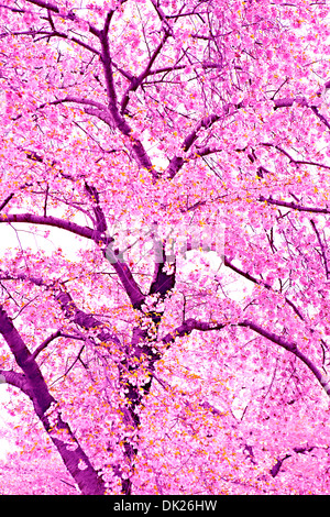 Low angle view of pink cherry blossoms on spring tree Foto Stock