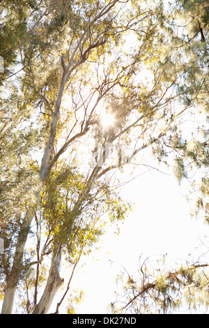 Basso angolo vista del sole che splende dietro ad alti alberi di eucalipto Foto Stock