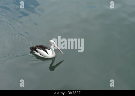 Pellicano australiano in acqua calma Foto Stock