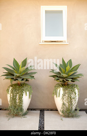 Simmetriche le piante succulente ed edera che cresce in vasi da fiori sul patio Foto Stock