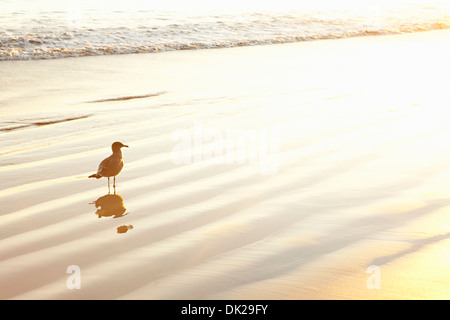 Seagull in piedi in ocean surf al tramonto Foto Stock