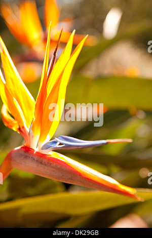 Close up di uccello del paradiso fiore nel giardino soleggiato Foto Stock