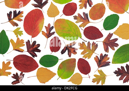 Molte belle Bright Foglie di autunno varietà di colori e forme con diversi tipi di alberi su uno sfondo bianco. Foto Stock