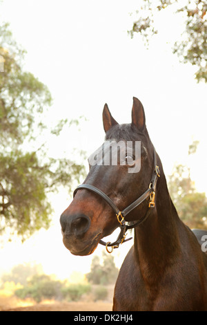 Angolo basso ravvicinata di un cavallo marrone Foto Stock